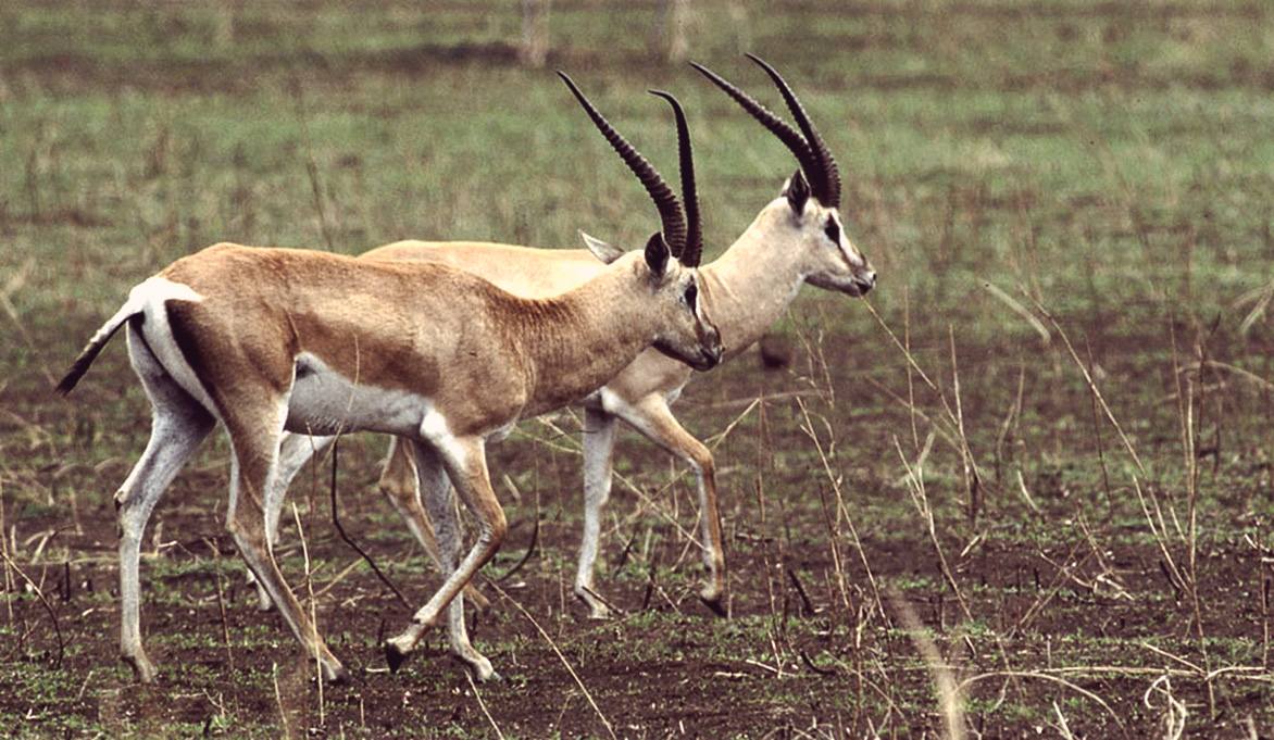 kampala park